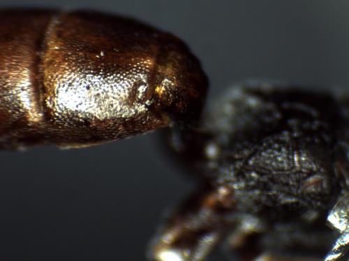 Réf. 311 206 : Vulgichneumon sp.